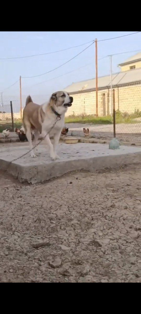 Alabay — Köpəklər, Bakı (10)