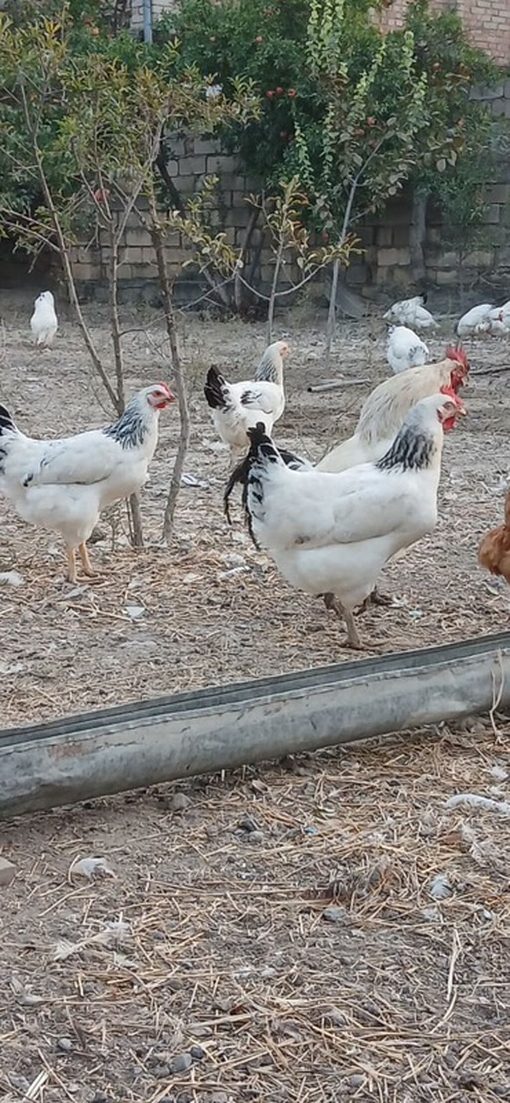 Toyuq, Yumurtalıq — Toyuq və xoruz, Şirvan (3)
