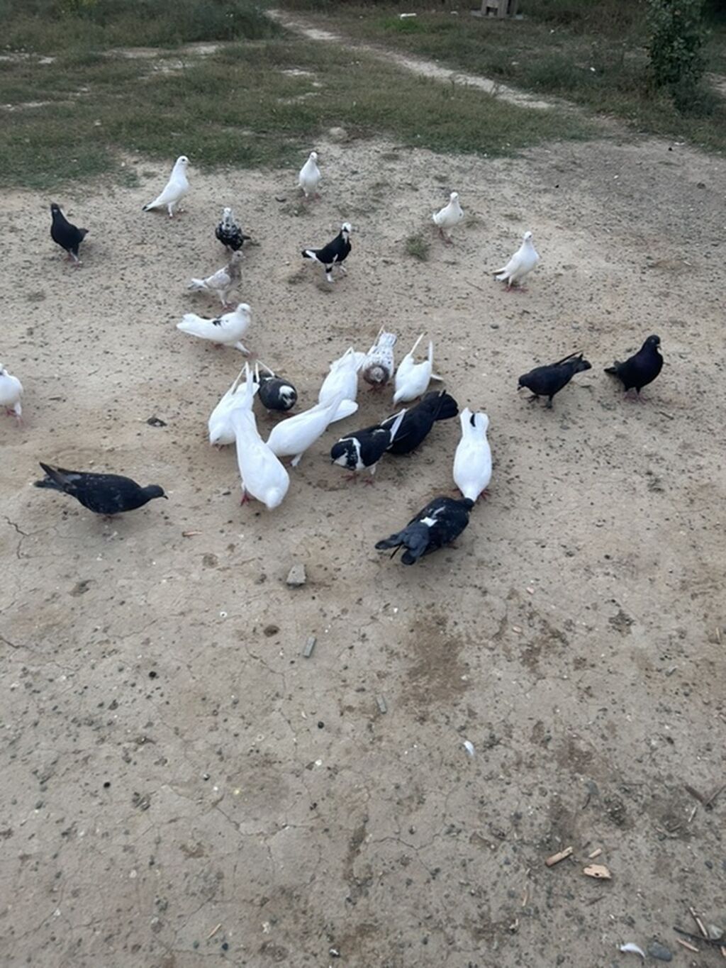 Salam tutulma quslar tek tekde satılır qıymet. Ferqlı olacaq optavoy 4 — Göyərçin, Sumqayıt (3)