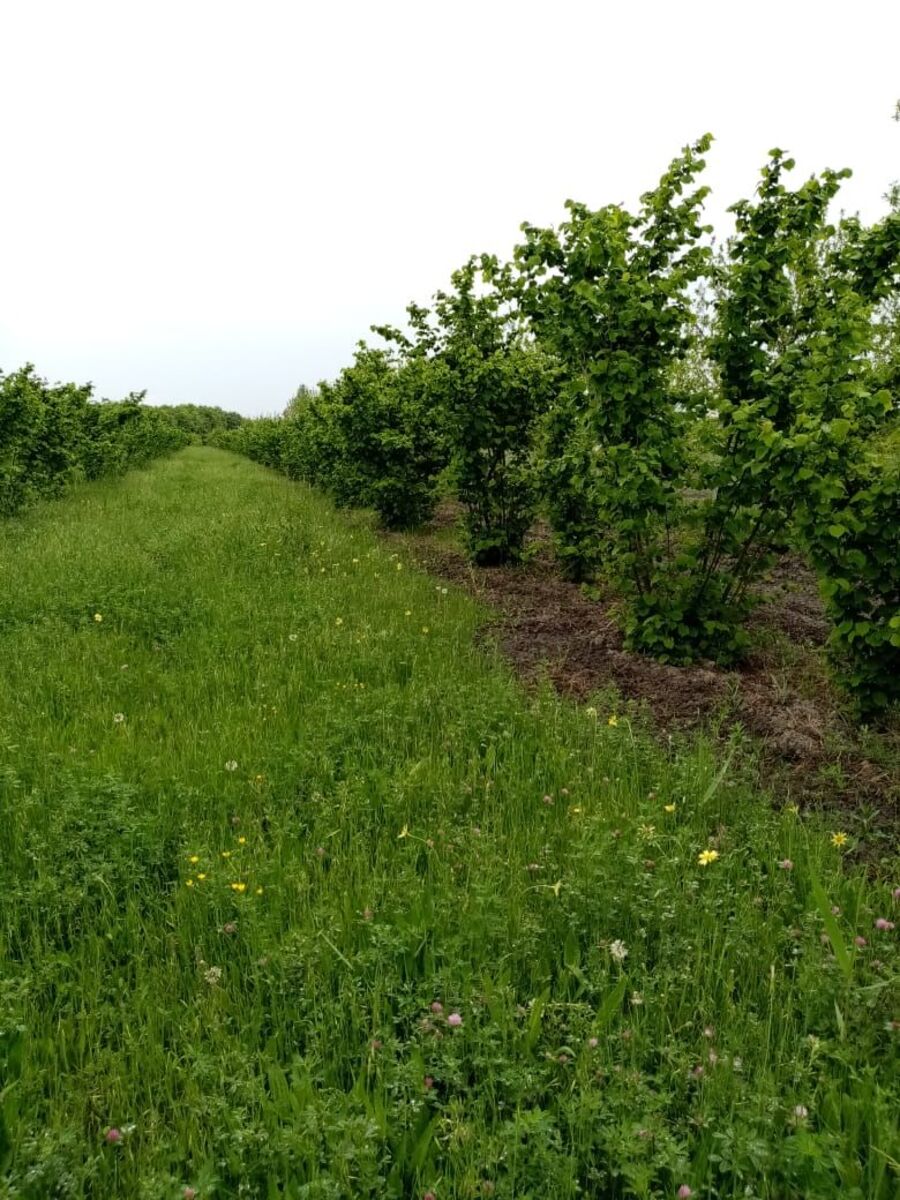 Satılır torpaq 35 sot — Torpaq, Xaçmaz (3)