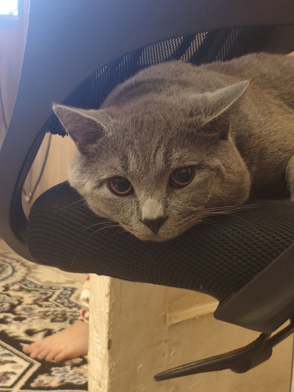 Satılırlar baxa bilecek insanlara verilir boz şotland cinsidir erkek — Ofis mebeli, Sumqayıt (3)