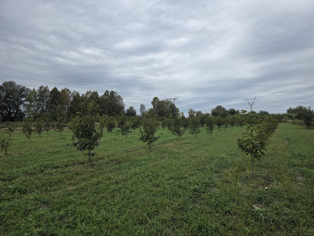 105 sot torpaq sahəsi, Ağdaş r — Torpaq, Ağdaş (4)