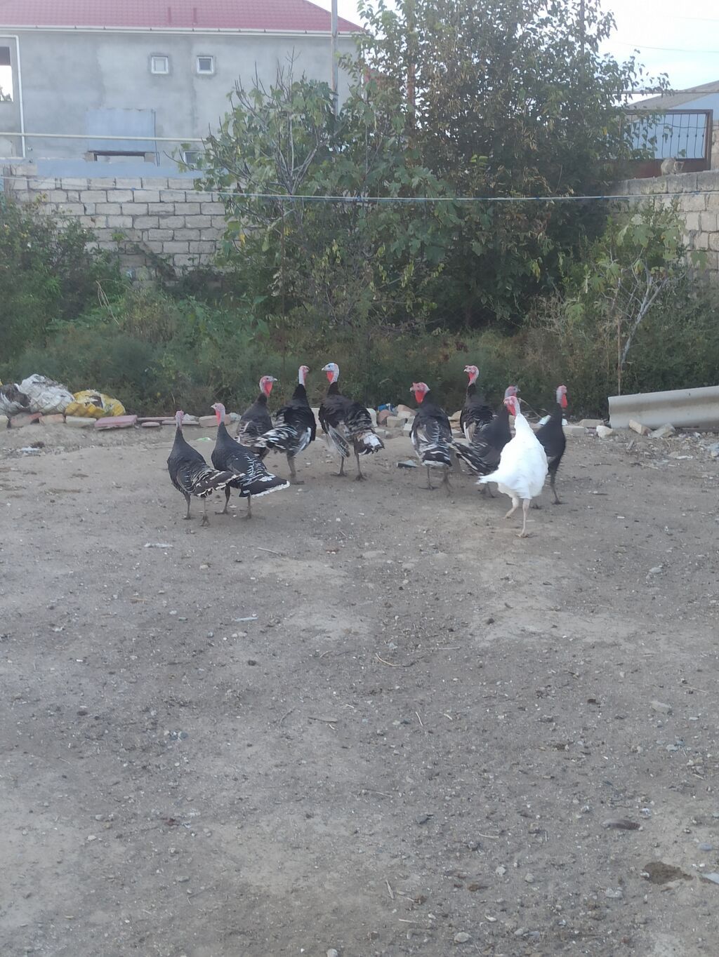 Salam .hinduşkalar satılır 35 manatdan 5 -6 aylığdılar cəm 10 — Digərləri, Digah (6)