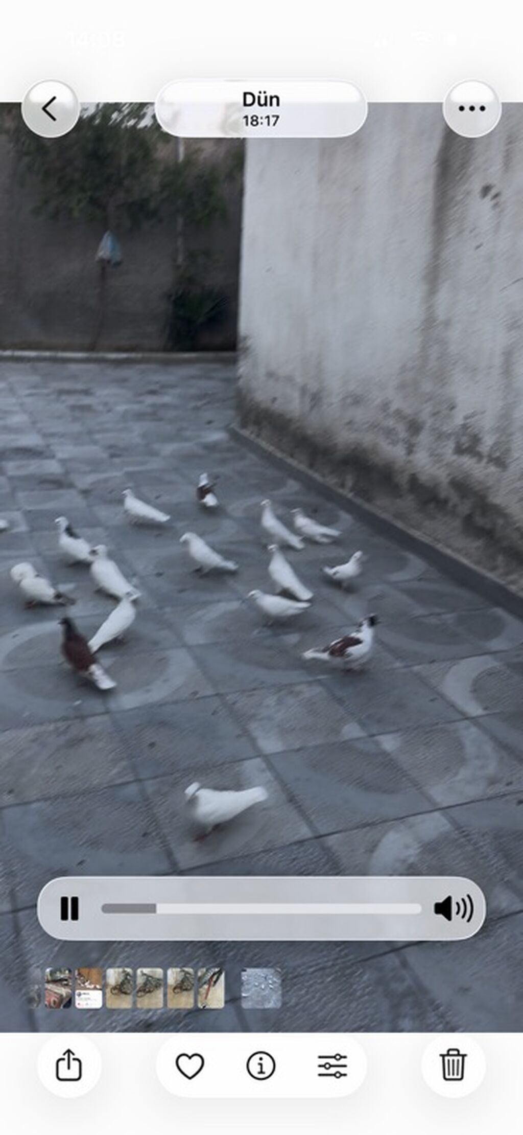 Məhsul: Ev göyərçinləri qrupu Təsvir:kom satlr unvan hovsan — Göyərçin, Digah (2)