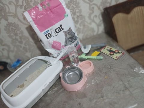 Şotland yastı qulaq, Dişi, Ünvandan götürmə — 160 ₼ · Sumqayıt · Pişiklər Şotland yastı qulaq, Dişi, Ünvandan götürmə — Sumqayıt