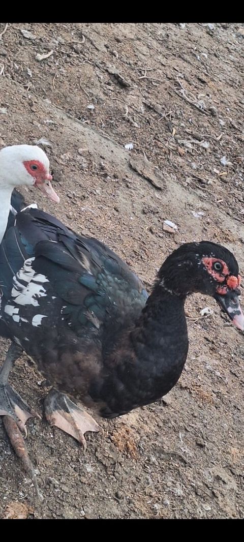 Musk ördəkləri (indi adlanan “indoutka”). - Rəng: biri qara-yaşıl — Salyan