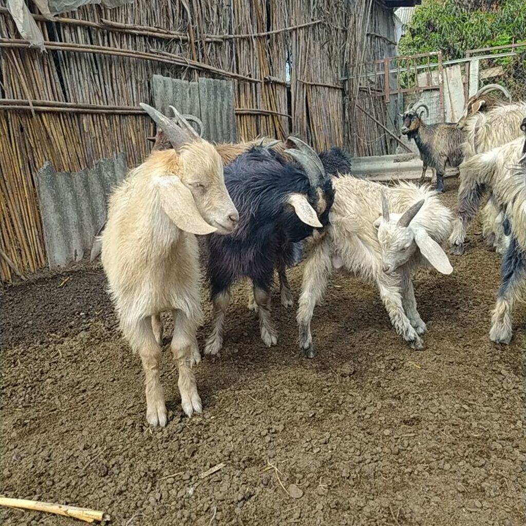 Erkək cəpislər satılır diri çəkisi 7 manata 20 baş cəpisdi diri — Kənd təsərrüfatı heyvanları, Ağdaş (2)