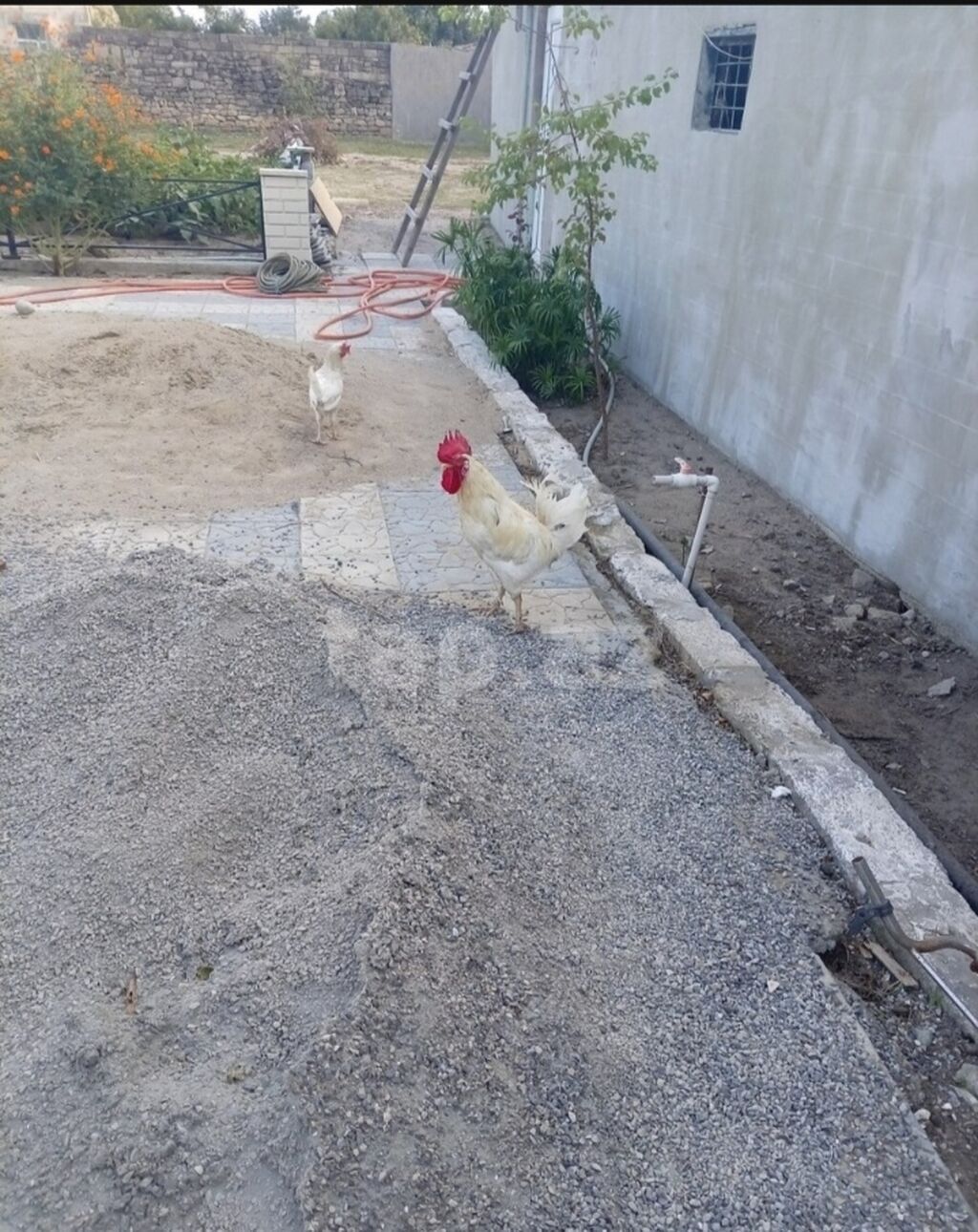 Xoruz, il: 1, Ünvandan götürmə — Toyuq və xoruz, Digah (3)