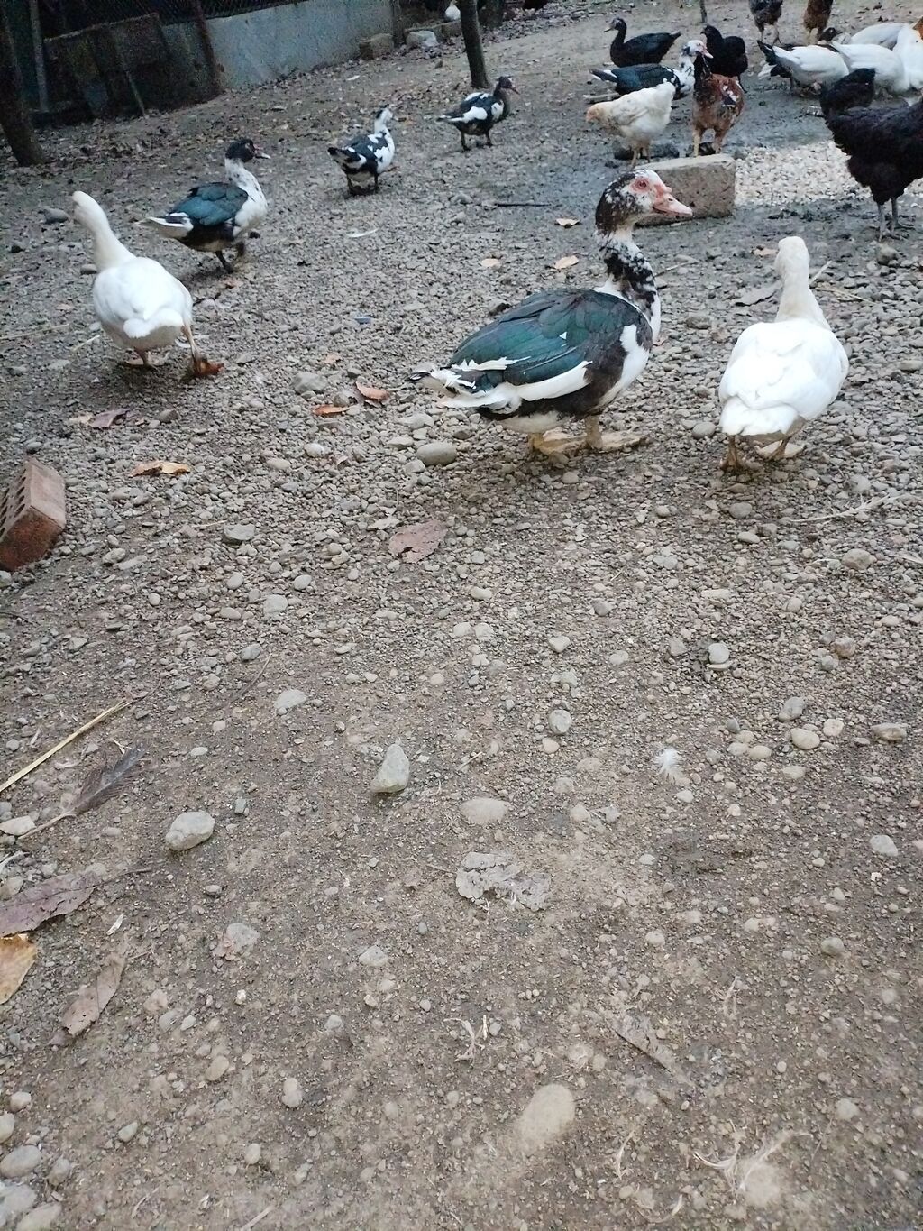 Erkey 20azn. dişi15 azn — Digərləri, Lənkəran