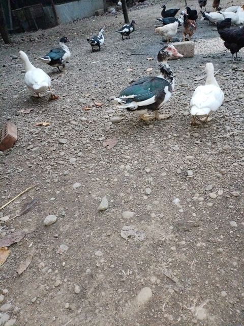 Erkey 20azn. dişi15 azn — Lənkəran