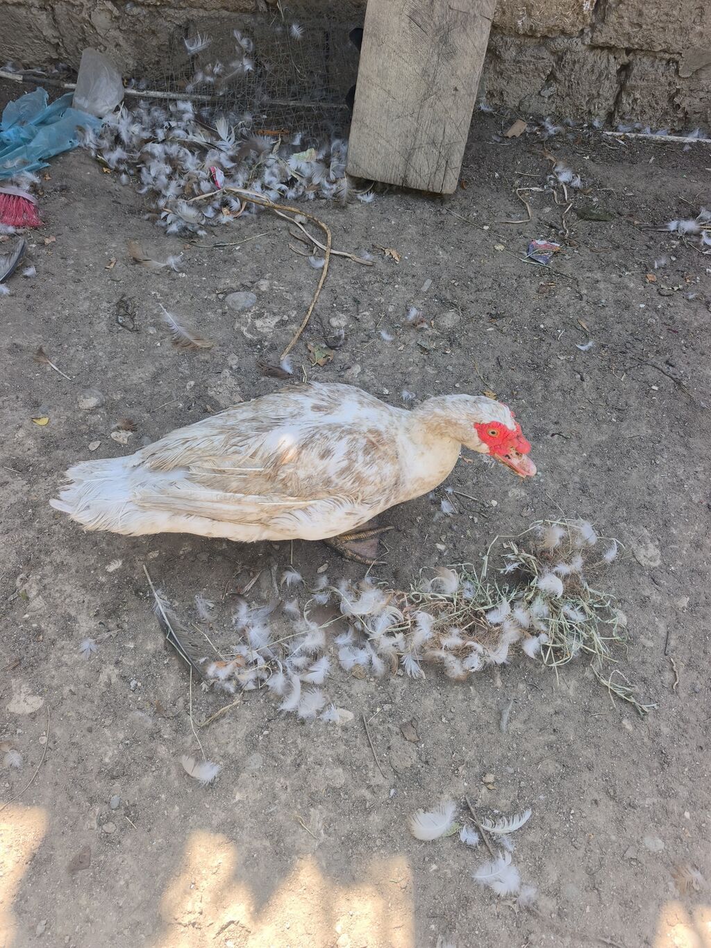 Erkək lal ordekler Lavanda və krasnadar (okuz ureyi) satilir. Binə — Digərləri, Digah