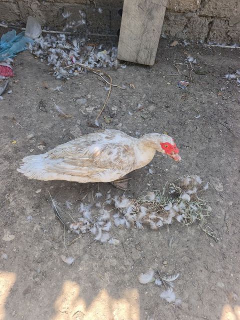 Erkək lal ordekler Lavanda və krasnadar (okuz ureyi) satilir. Binə — Digah
