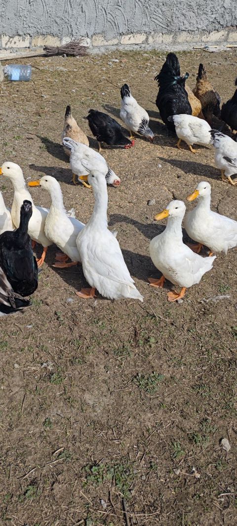 Ağ pekin ördekleri. Cavan heyvanlardi. Cütleşmeye başlayıblar. 3-4 — Quba