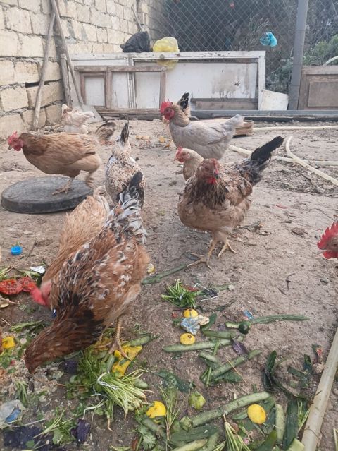 Toyuq, Damazlıq, Ünvandan götürmə, Ödənişli çatdırılma — Sumqayıt
