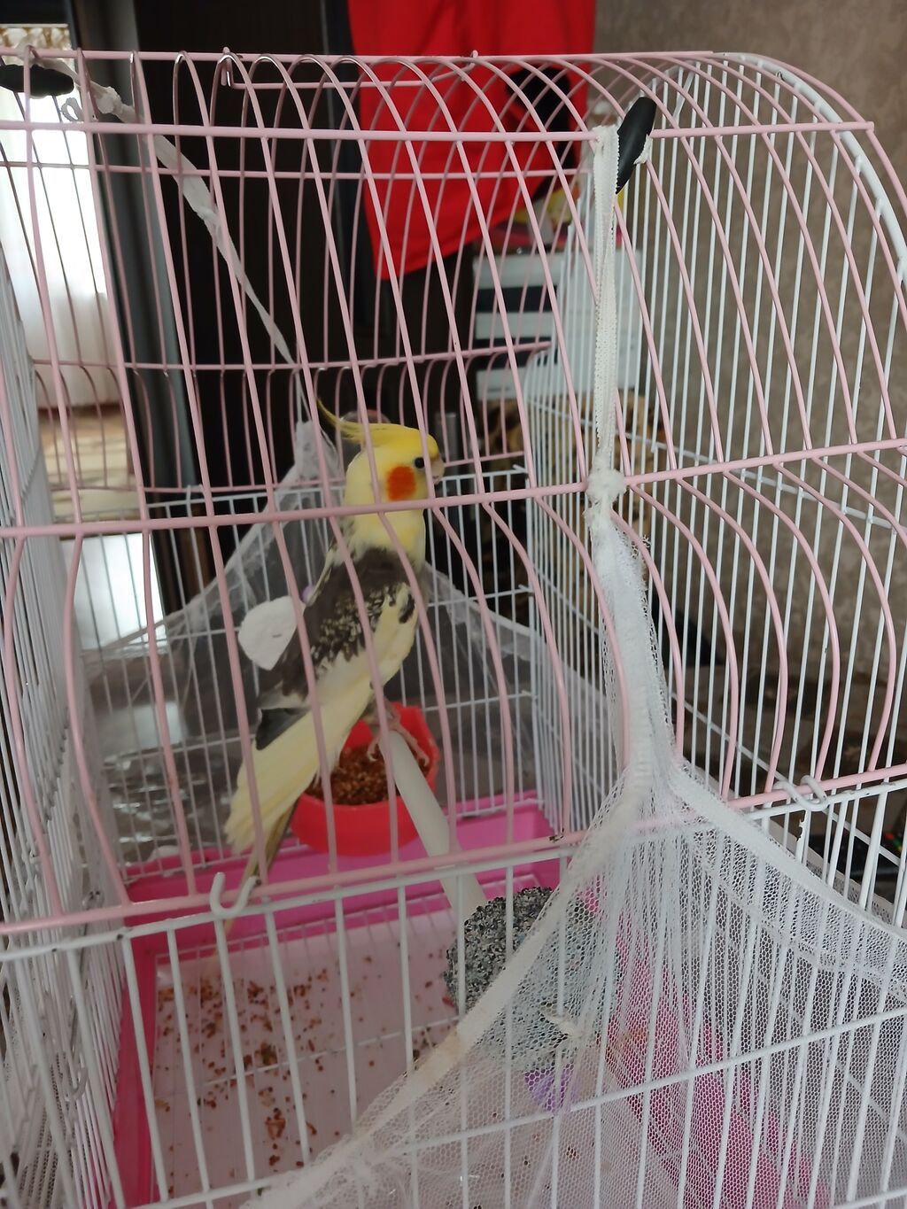 Nimfa (cockatiel) tutuquşusu və qəfəsi satılır. Xüsusiyyətlər: - Növ — Tutyun papağayı, Bakı (4)