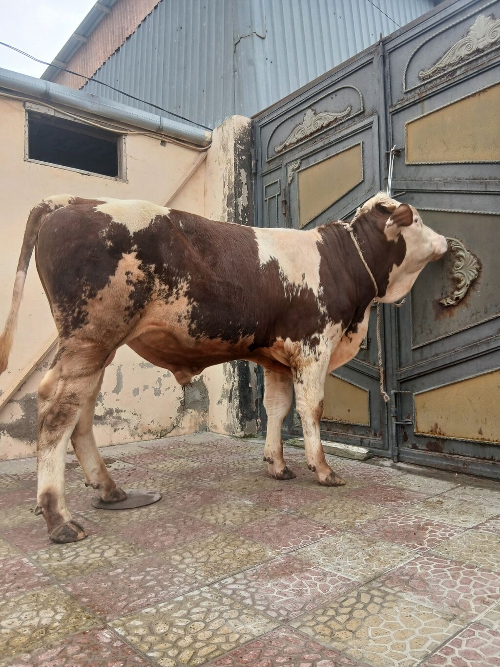 Məhsul: Erkək dana/öküz (qara-ağ-al rəngli) Təsvir: - İri cüssəli — Kənd təsərrüfatı heyvanları, Bakı (2)