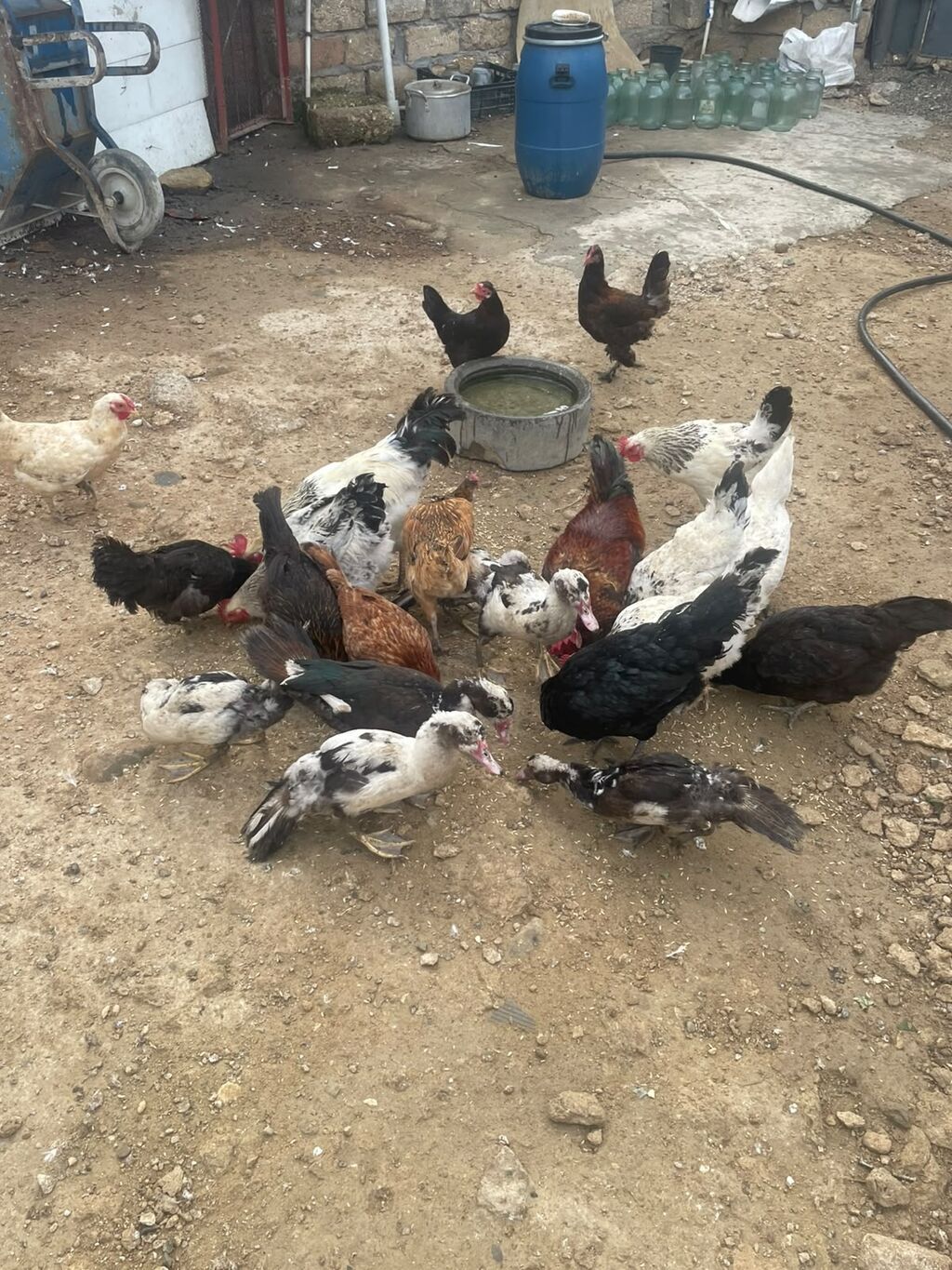 Toyuq, Yumurtalıq — Toyuq və xoruz, Digah (4)