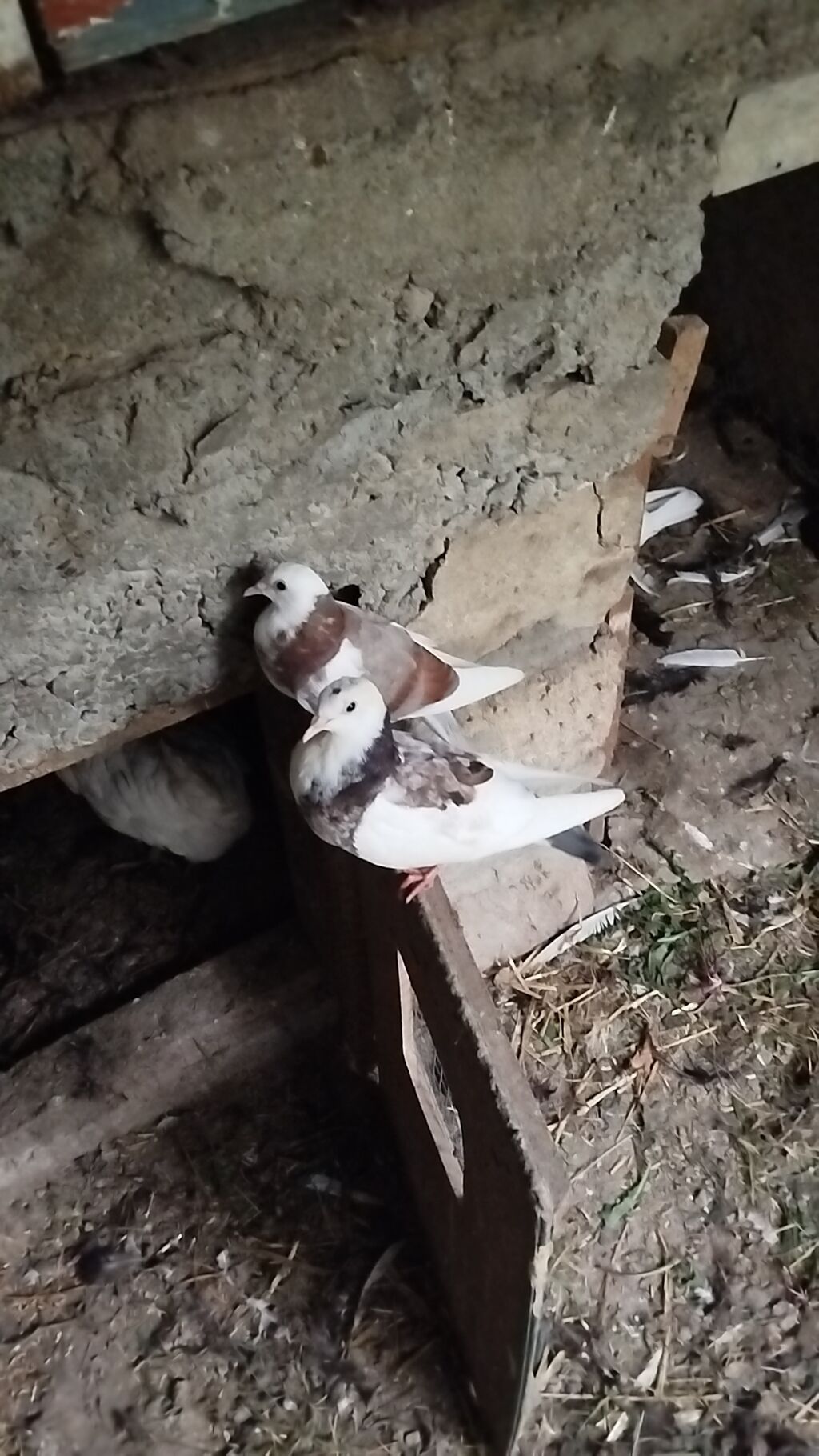Ağ və rəngli göyərçinlər – həvəskar və yetişdiricilər üçün Məhsul — Göyərçin, Qusar (5)