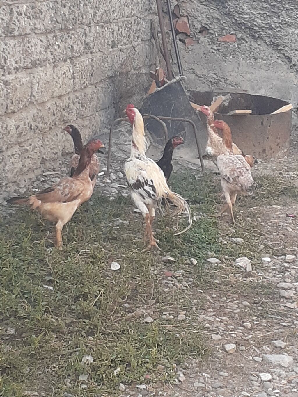 Heyratı fərələr 5 dənə qırmızı fərədi biri kürk yatır bu ilki fərələrd — Digərləri, Mingəçevir (2)