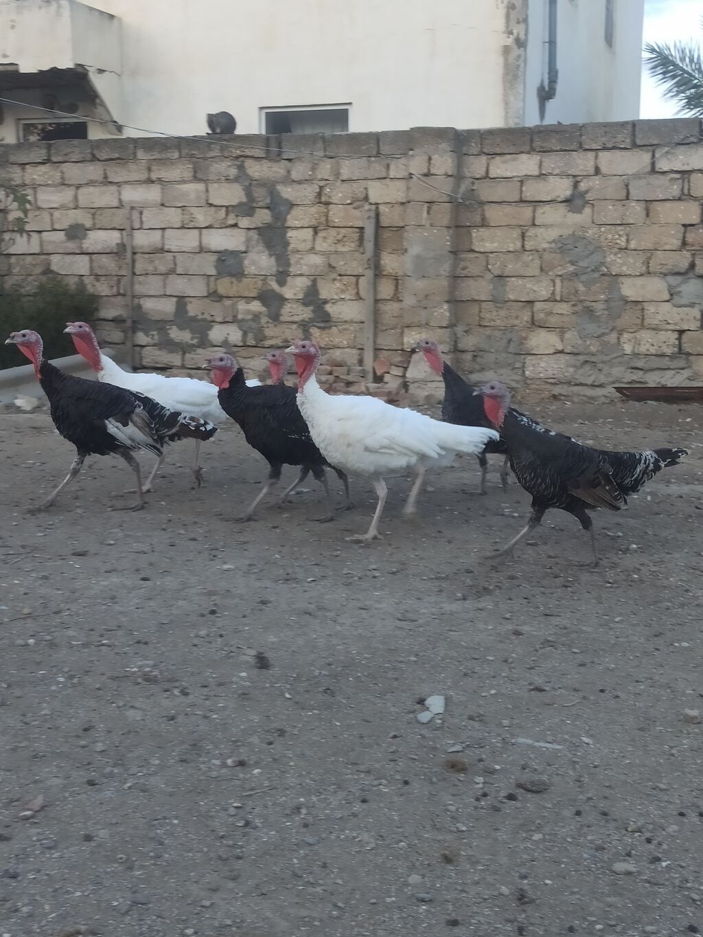 Salam .hinduşkalar satılır 35 manatdan 5 -6 aylığdılar cəm 10 — Digərləri, Digah (4)