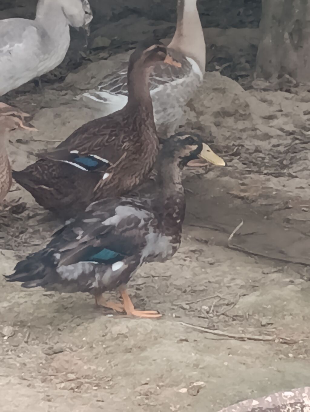 Erkək, Damazlıq, Ödənişli çatdırılma — Digərləri, Digah (3)