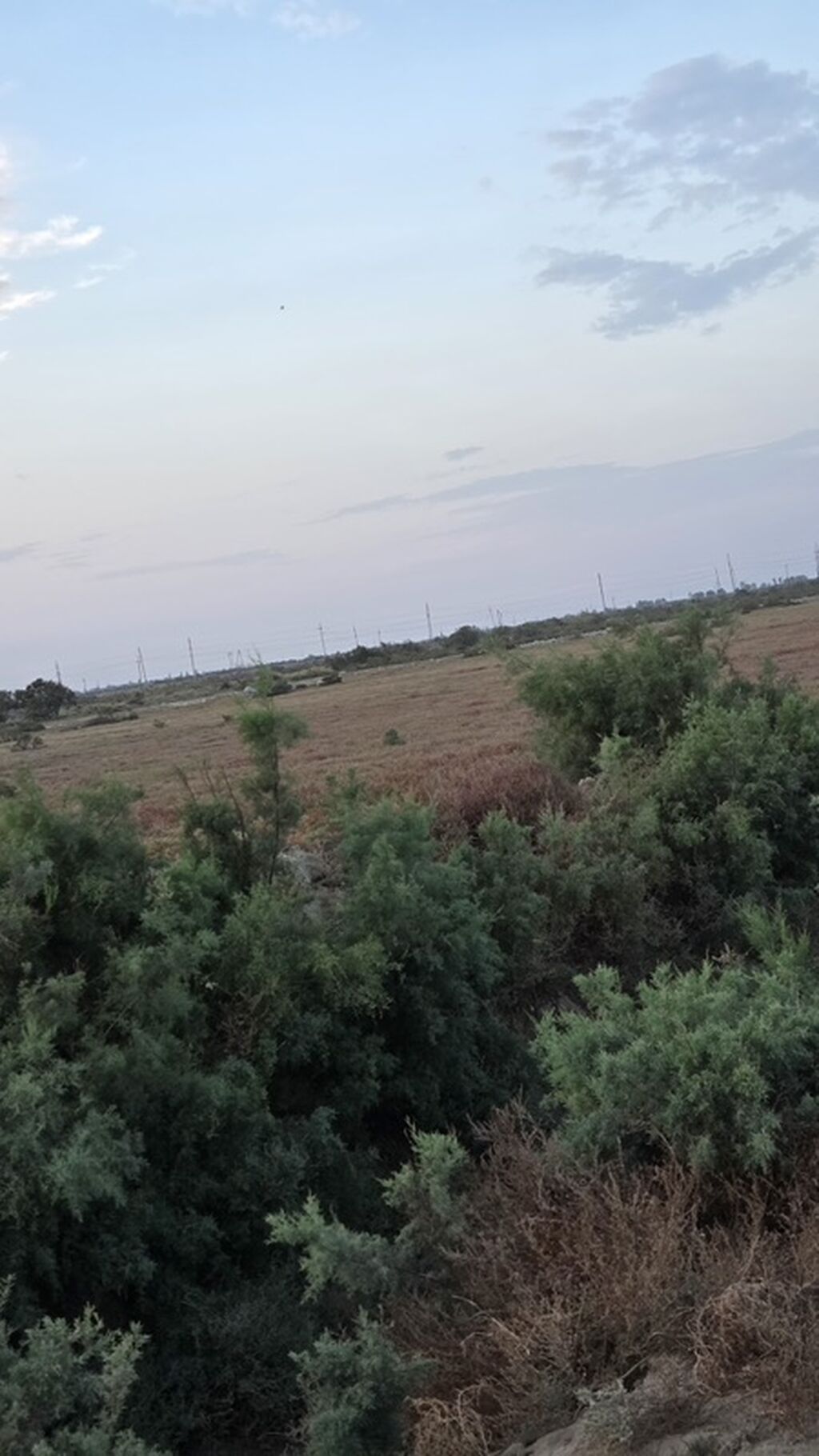 Kənd təsərrüfatı — Torpaq, Neftçala (7)