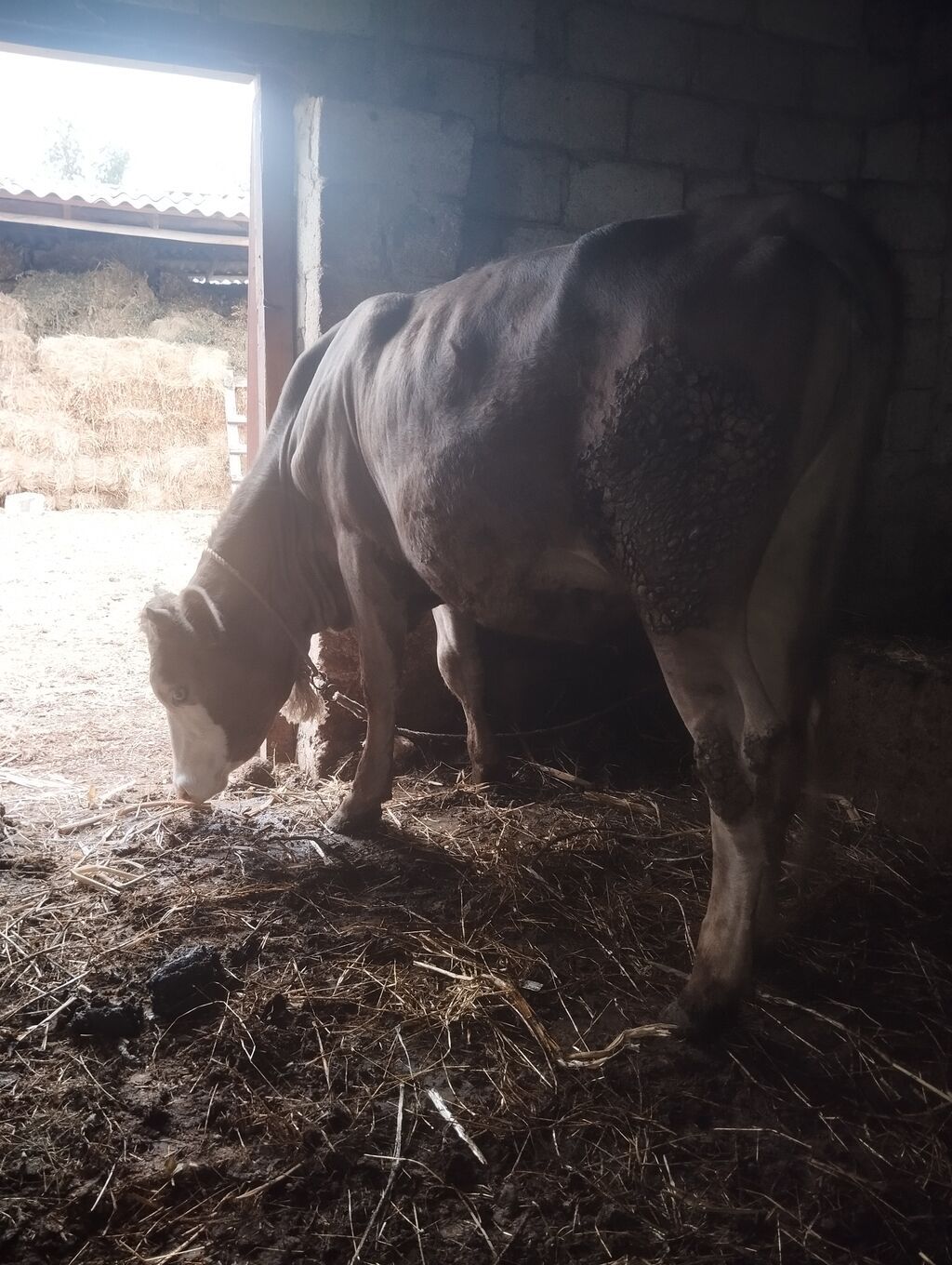 Dişi, Simental, il: 1, 300 kq, Damazlıq — Kənd təsərrüfatı heyvanları, Xaçmaz (2)