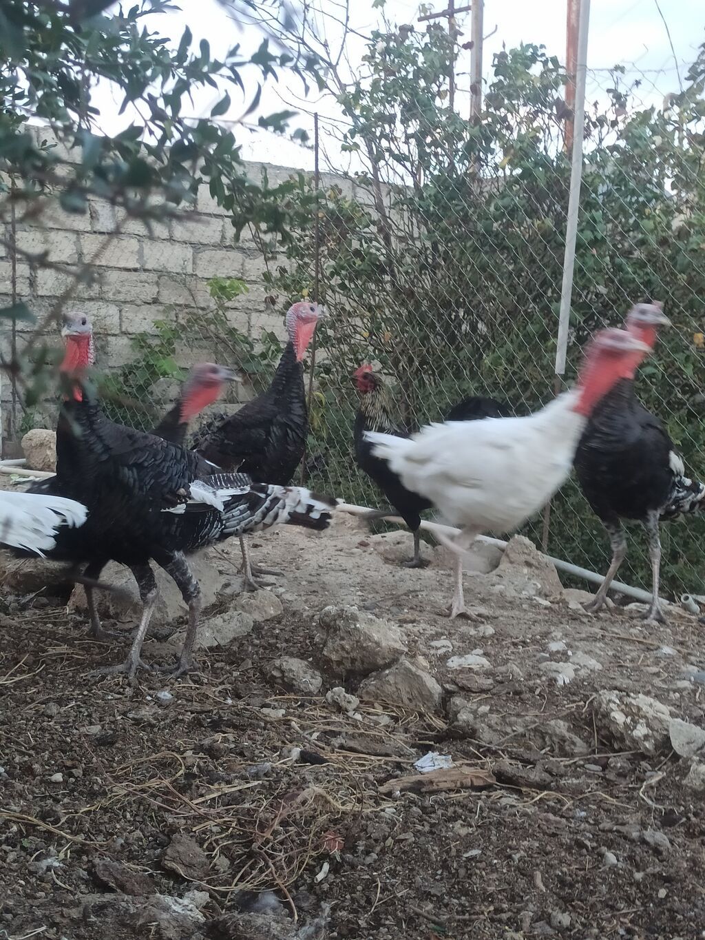 Salam .hinduşkalar satılır 35 manatdan 5 -6 aylığdılar cəm 10 — Digərləri, Digah (5)