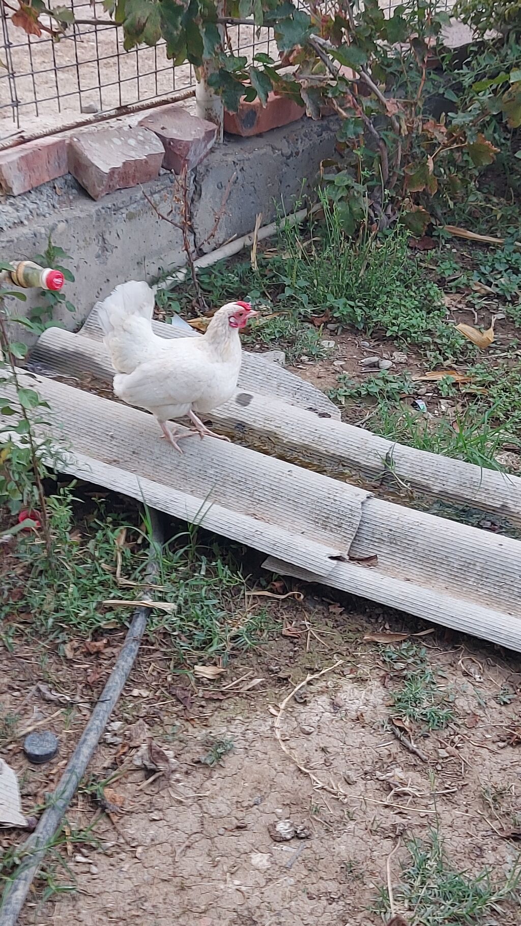 Yaponka xorzu və fərəsi satlır sağlam yaponkalardı cütdə satlır topda — Toyuq və xoruz, Pirəkəşkül (8)