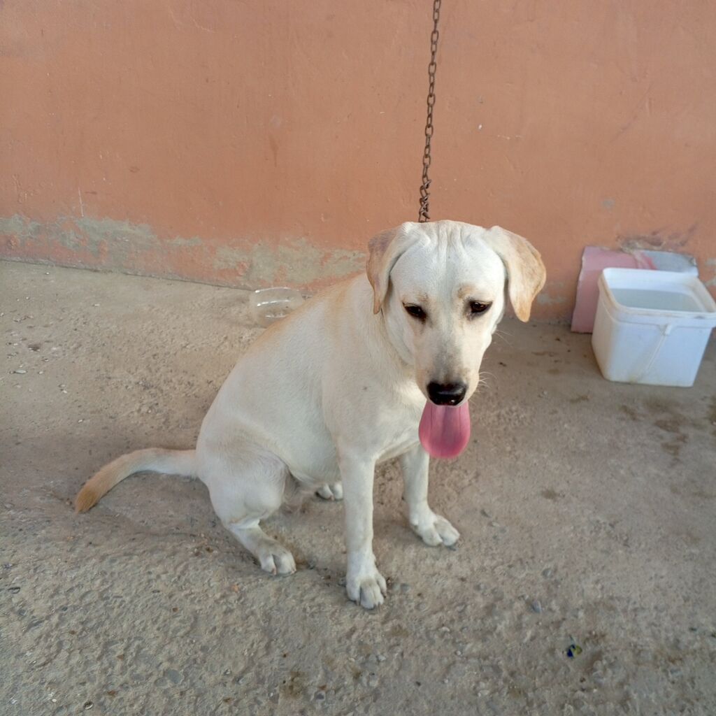 Labrador-retriver, 11 ay, Dişi — Köpəklər, Bakı (9)