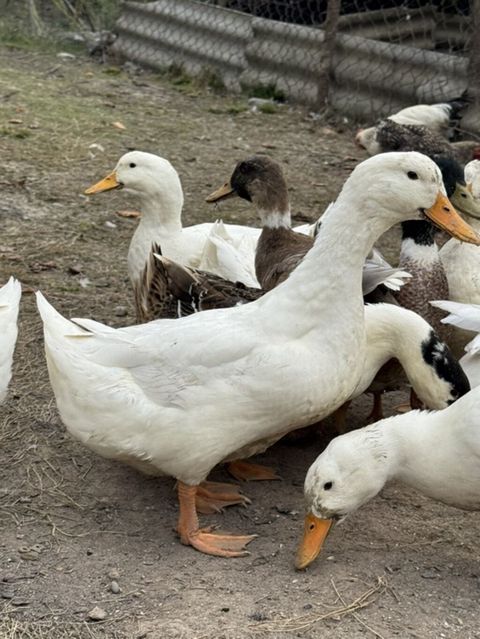 Ördek sürüsü satılır - Növ: ev təsərrüfatı üçün ördəklər (ağ, ala və — Quba