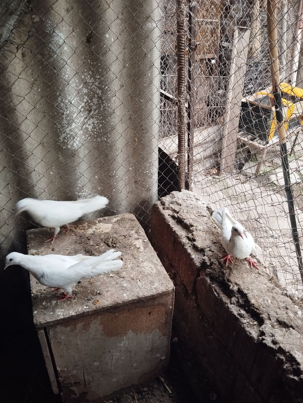 Ağ və rəngli göyərçinlər – həvəskar və yetişdiricilər üçün Məhsul — Göyərçin, Qusar (7)