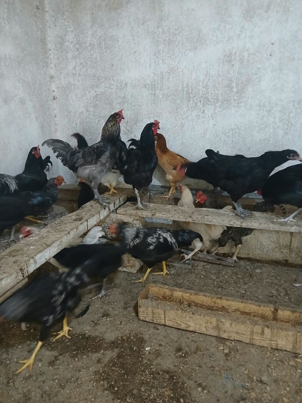 Toyuq, Yumurtalıq — Toyuq və xoruz, Bakı (4)