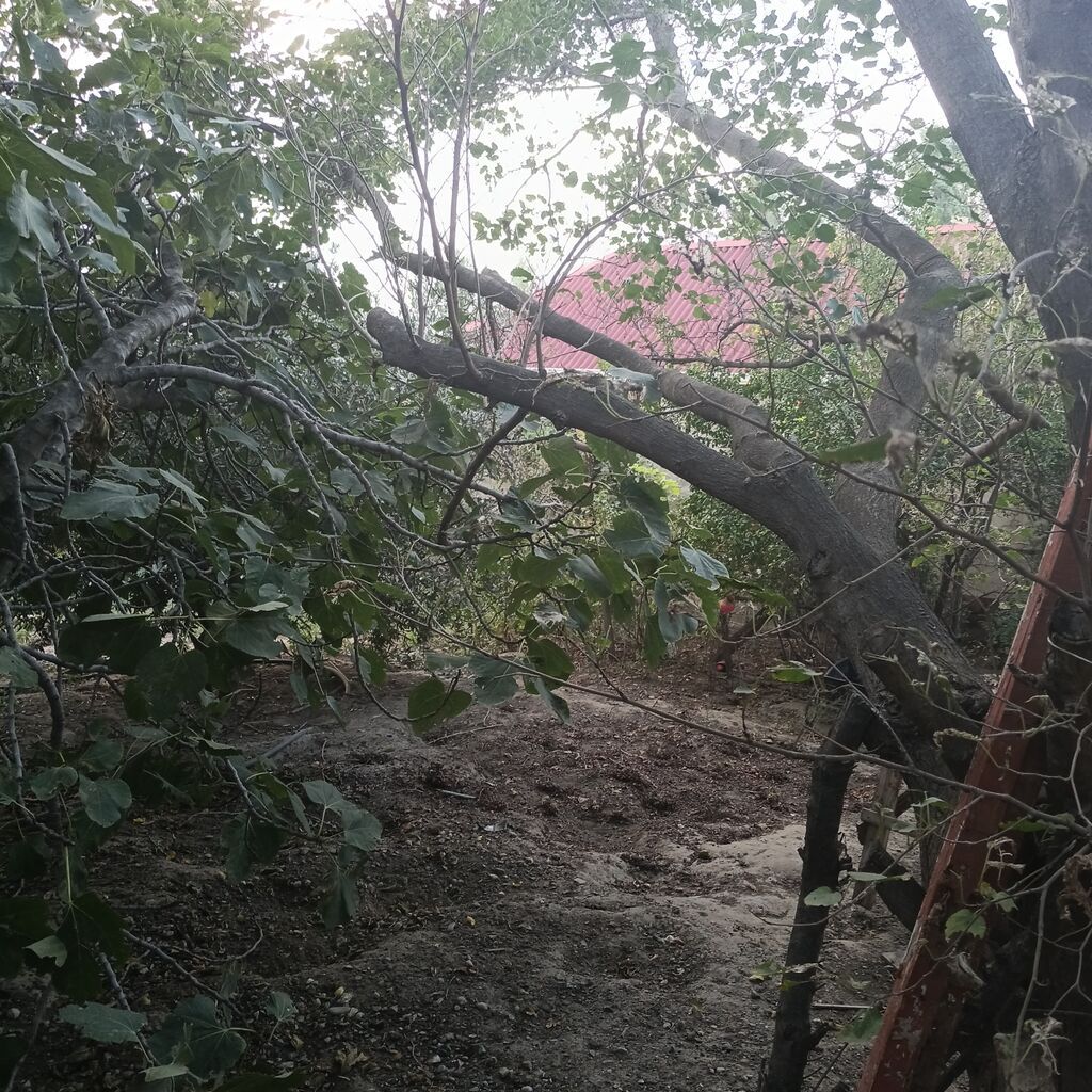 Kənd təsərrüfatı — Torpaq, Mehdiabad (5)