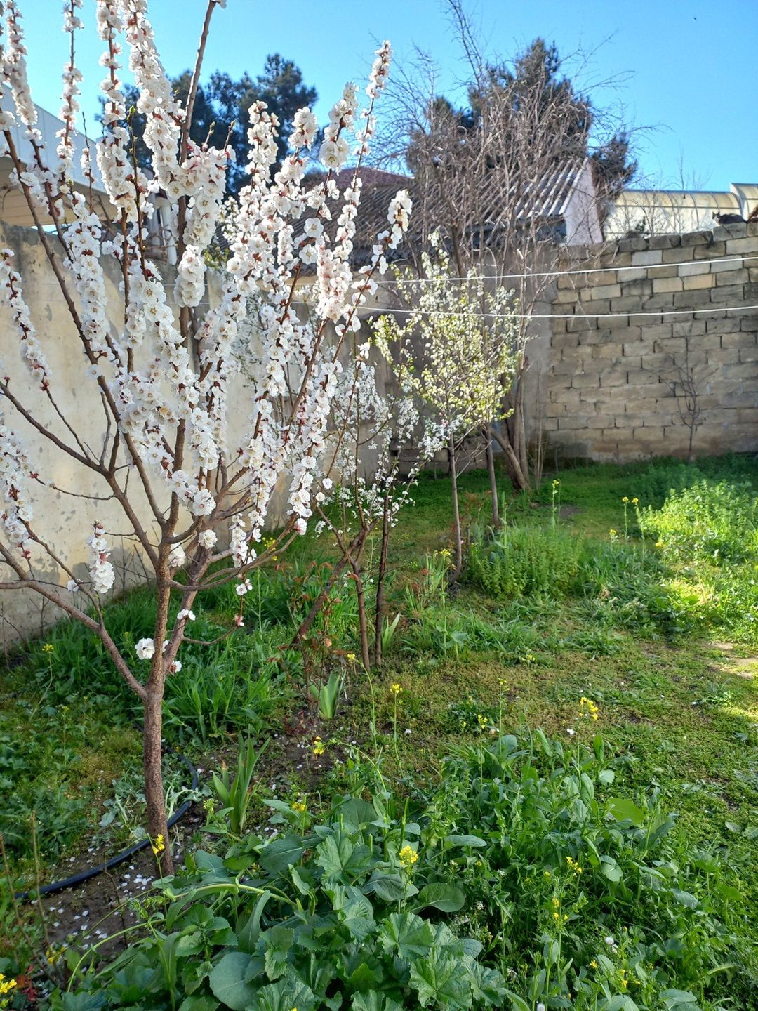 Satılır 2 otaqlı həyət evi/bağ evi 80 m² — Ev, villa, Bakı