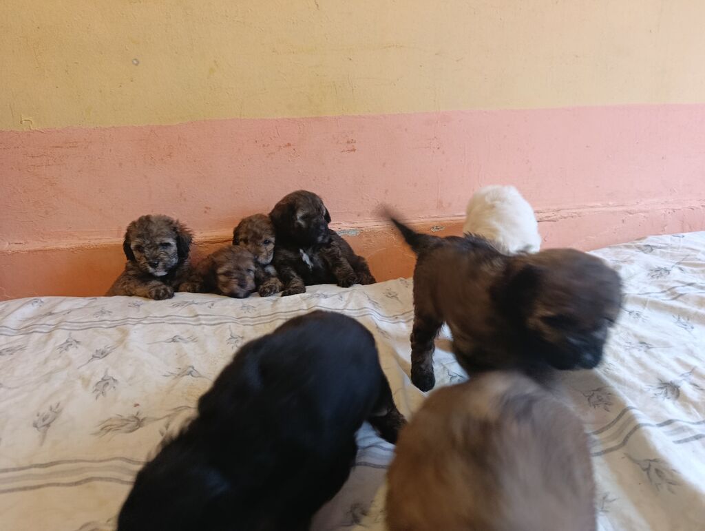 Pudel, 1 ay, Dişi, Peyvəndli, Ünvandan götürmə, Ödənişli çatdırılma — Köpəklər, Xırdalan (3)
