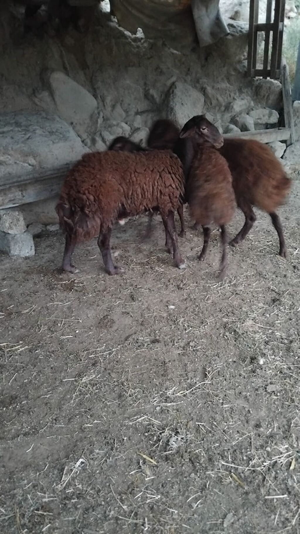 2 erkək,1 dişi.Dişi öz erkəyini alıb.Real alıcıya cüzi endirim var — Kənd təsərrüfatı heyvanları, Bakı (2)