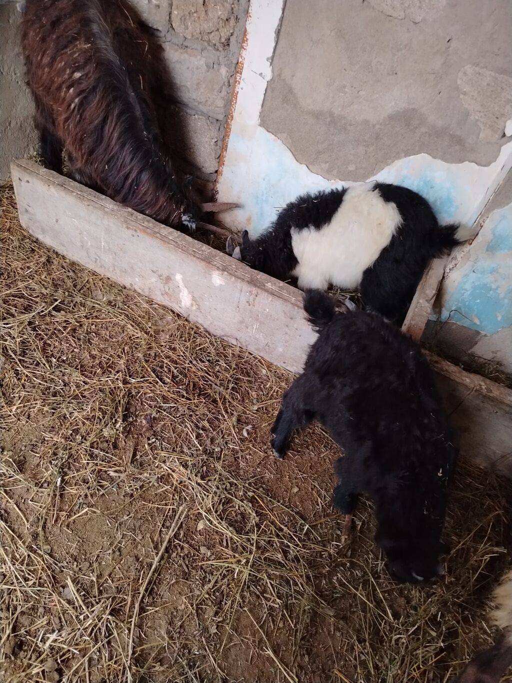 3 eded keçi 1 ana 2 bala erkey ve dişi.Cemi 450 azn Unvan Kürdexani — Kənd təsərrüfatı heyvanları, Digah (2)