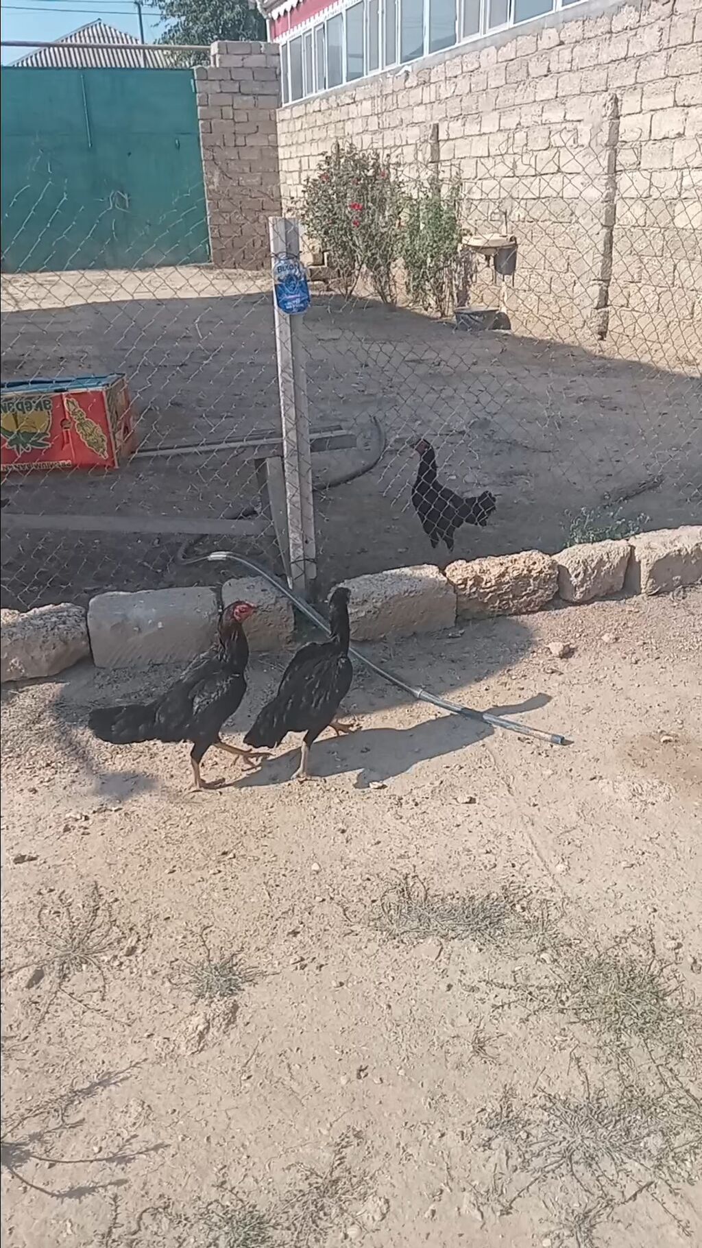 Toyuq cücələri, Damazlıq — Toyuq və xoruz, Bakı (2)