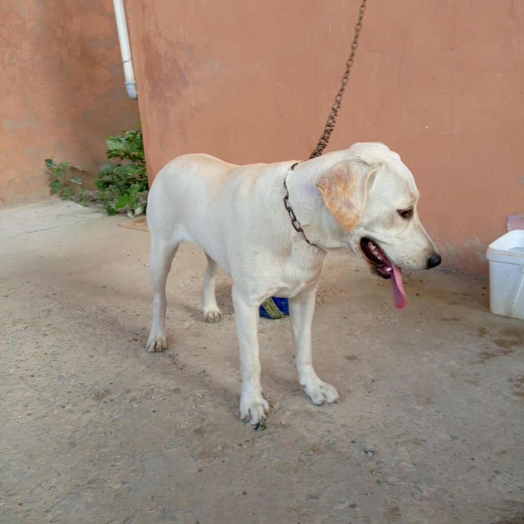 Labrador-retriver, 11 ay, Dişi — Köpəklər, Bakı (6)