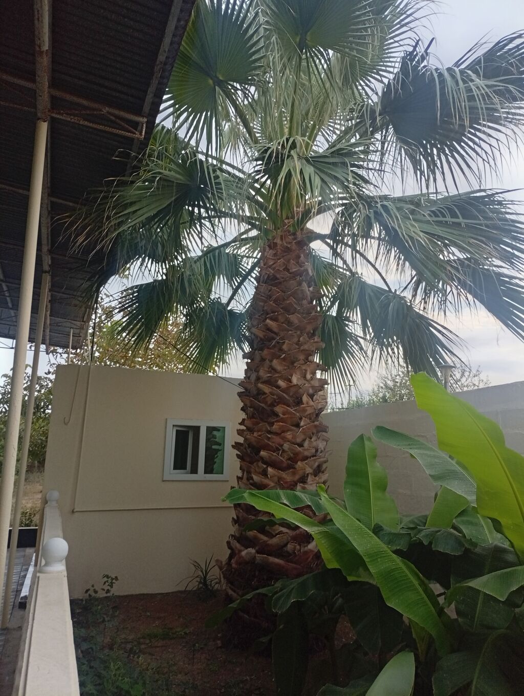 Satılır: dekorativ xurmayı xatırladan böyük palma ağacı (fan palm — Ağaclar və fidan, Salyan (3)