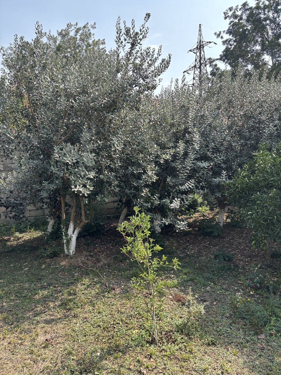 Satılır torpaq 6 sot — Torpaq, Lənkəran (3)