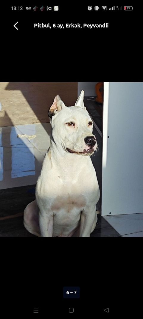 Pitbul, 6 ay, Erkək, Peyvəndli — Xırdalan