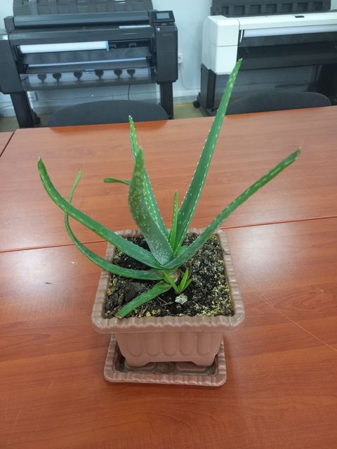Aloe Vera saksı bitkisi - Bitki: Aloe vera (sulu bitki) - Qab — Bakı