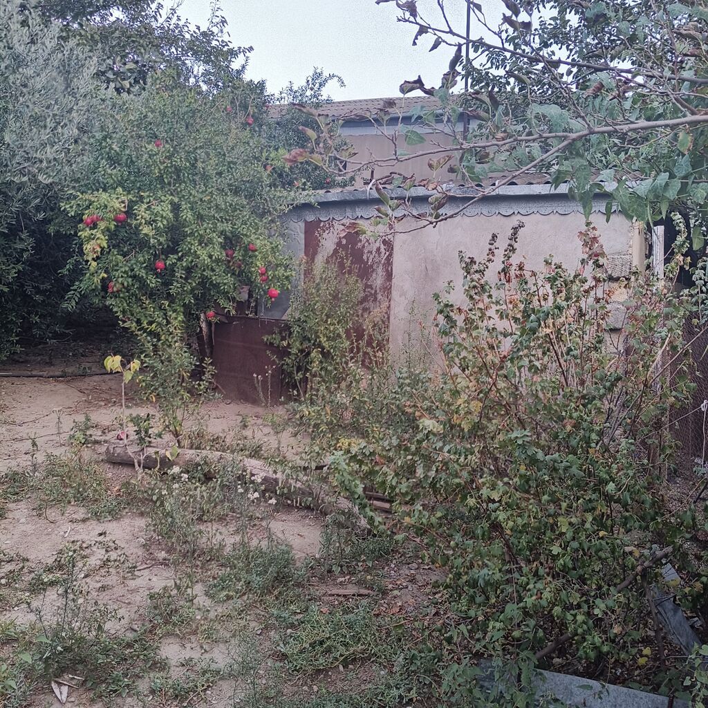 Kənd təsərrüfatı — Torpaq, Mehdiabad (3)