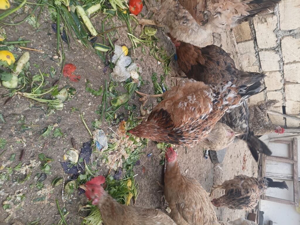 Toyuq, Damazlıq, Ünvandan götürmə, Ödənişli çatdırılma — Toyuq və xoruz, Sumqayıt (3)