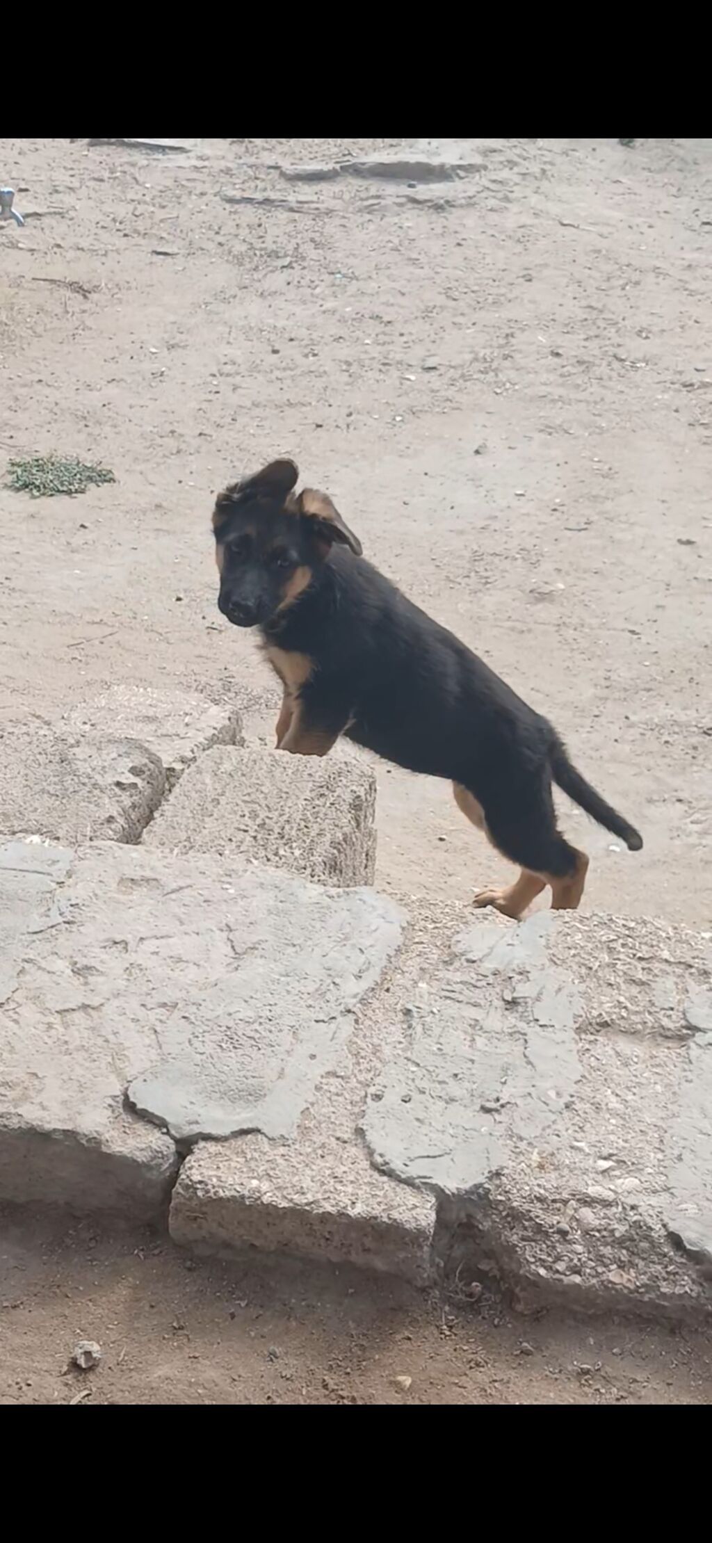Alman çoban iti, 2 ay, Dişi, Peyvəndli, Ödənişli çatdırılma — Köpəklər, Digah (2)