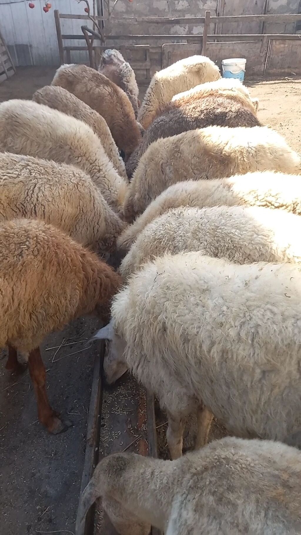 Salam tam saglam 16dene bogaz qoyun qimet 115azn — Kənd təsərrüfatı heyvanları, Digah (3)