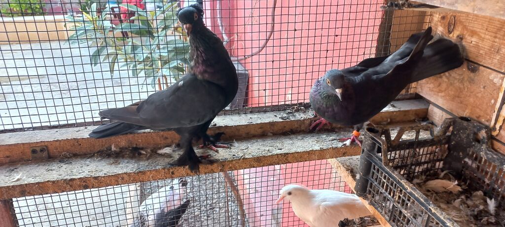 Qara maya kekilli 10 manata. mor 30 manata erkeydi. cil baş boynu — Göyərçin, Ceyranbatan (5)
