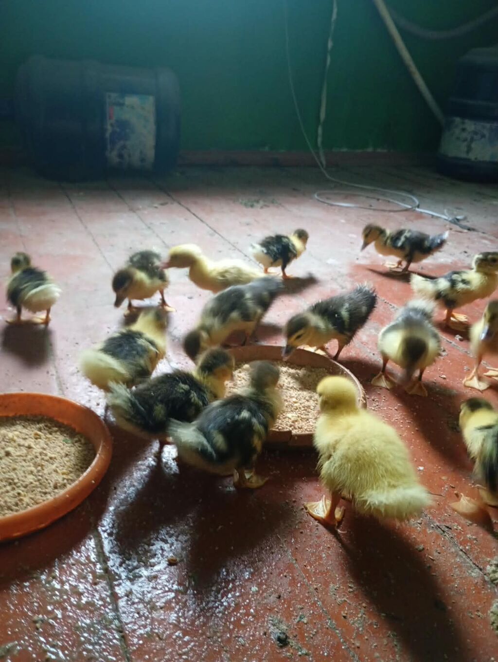 Hərkəsə Salam Lal ördək balaları satılır.Unvan Şüvəlan. qiymət 3 azn — Digərləri, Digah (5)